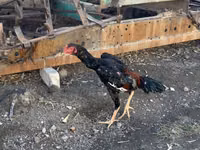 Chickens — Foto 3