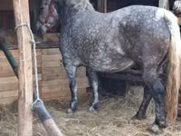 فرس, Hungarian horse breed — الصورة 1