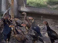 Chickens — Foto 1