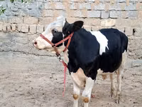 ثور, Simmental cattle — الصورة 6