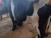 Kuh, Holstein-Rasse — Foto 5