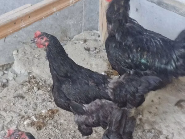Chickens — Usbekistan