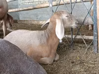 Schaf, Arashan sheep — Foto 3