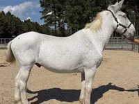 Айғыр, Mule — 1-сурет
