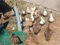 Hausente — Foto 2