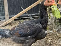 Chickens — photo 2