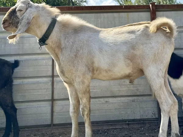 Ziegenbock, Nubian Goat — Kirgisistan