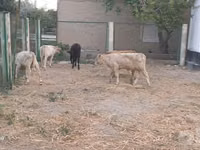 Rinder (Partie, Geschlecht nicht angegeben), Limousin-Kuh — Foto 2