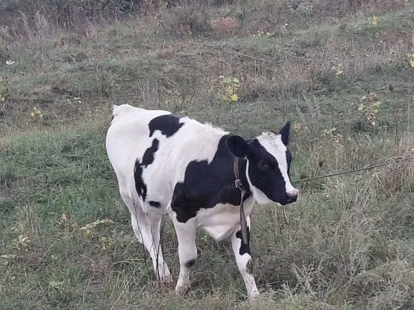 母牛, Holstein breed