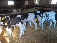 Bulle, Russian Black pied cattle — Foto 2