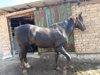 Айғыр, Kyrgyz Horse — 4-сурет