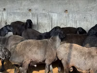 كبش, Hissar sheep — الصورة 1
