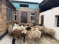 Widder, Rhon sheep — Foto 3