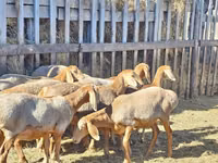 मेढ़ा, Arashan sheep — फ़ोटो 6