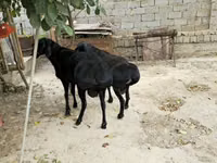 كبش, الأغنام — الصورة 1