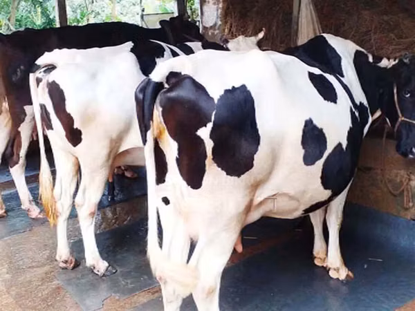 Kuh, Holstein-Rasse