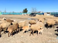 母羊, Sheep — 照片 7