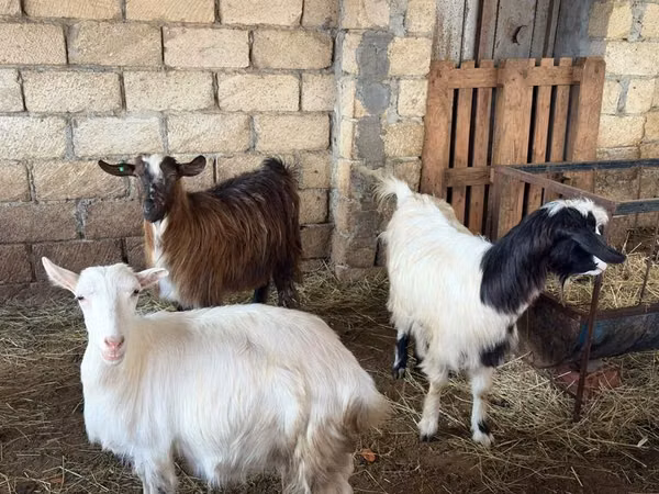 Goat, Goats