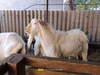 Cabro, Saanen goat — foto 5