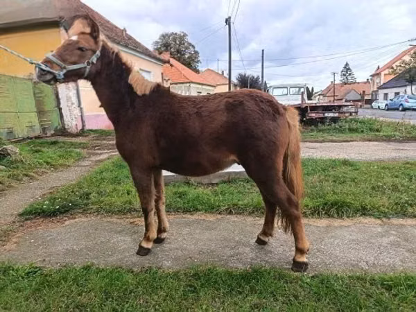 Hengst, Pferde