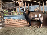 Cabro, Alpine goat — foto 1
