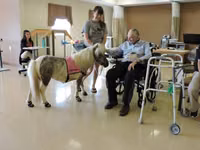Бие, Miniature horse — 2-сурет