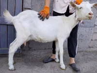 Ziege, Saanen goat — Foto 1