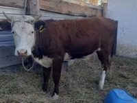 गाय, Simmental cattle — फ़ोटो 1