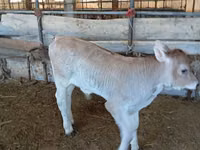 ثور, Swiss cattle — الصورة 1