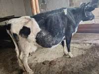 गाय, Russian Black pied cattle — फ़ोटो 1