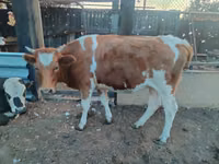 母牛, Simmental cattle — 照片 2