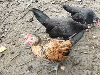 Chickens — 6-rasm