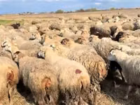 母羊, Sheep — 照片 2