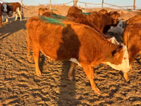 Sigir, Simmental cattle — 5-rasm