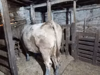 Sigir, Aberdin – Angus — 3-rasm