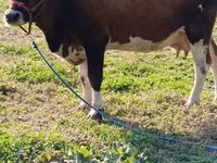 Vaca, Simmental cattle — foto 2