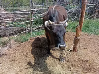 母牛, Cattle — 照片 1