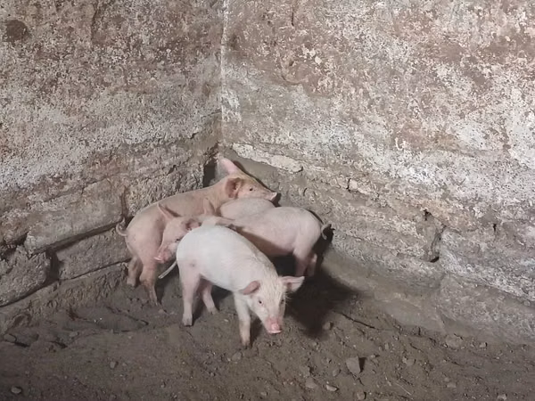 母猪, Pigs