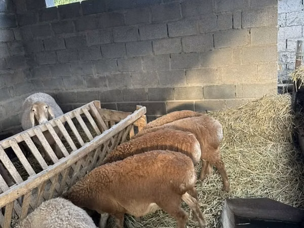 ناقة, الجمال — قيرغيزستان