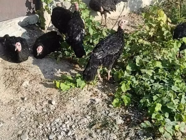 Chickens — أوزبكستان