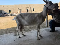 Ziege, Saanen goat — Foto 3