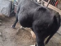 गाय, Russian Black pied cattle — फ़ोटो 2
