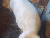 خنزير ذكر — الصورة 2