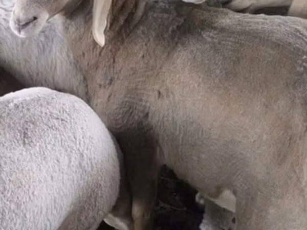 Schafe (Partie, Geschlecht nicht angegeben), Arashan sheep — Kirgisistan
