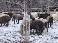 Қой, Қойлар — 3-сурет