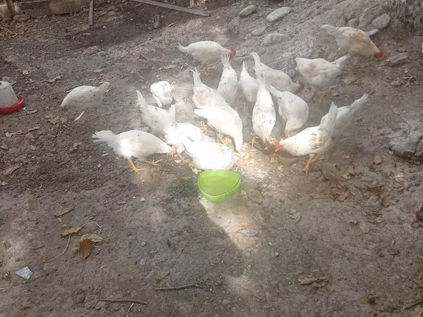 Chickens
