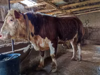 Toro, Hereford — foto 1
