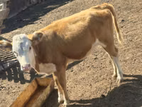 Kuh, Simmental cattle — Foto 1