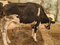 Kuh, Holstein-Rasse — Foto 5