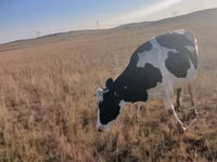 गाय, Russian Black pied cattle — फ़ोटो 2